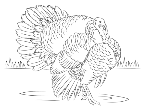 Bourbon Red Turkey Tom Coloring Page